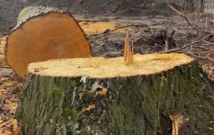 Miasto zabiera głos w sprawie nielegalnej wycinki drzew