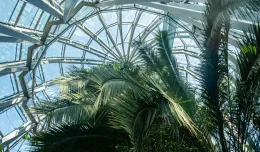 Trwa walka o przeżycie palmy z parku Oliwskiego