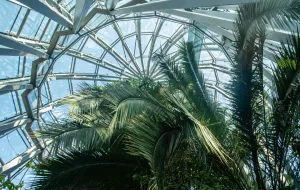 Trwa walka o przeżycie palmy z parku Oliwskiego