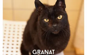 Granat - kot z interwencji już trzy lata w schronisku