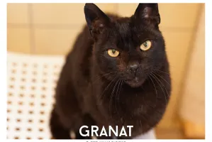 Granat - kot z interwencji już trzy lata w schronisku