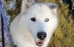 Diggi - północniak, pies dla konesera szuka domu