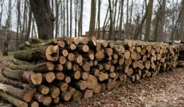 Spór o wycinkę ponad 200 drzew na Westerplatte