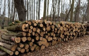 Spór o wycinkę ponad 200 drzew na Westerplatte