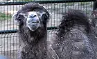 Poznajcie Wisełkę - dwumiesięczną wielbłądzicę z oliwskiego zoo