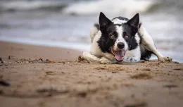 Od 1 maja z psem na plażę w wyznaczonych miejscach