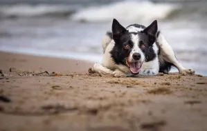 Od 1 maja z psem na plażę w wyznaczonych miejscach