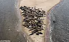 Foki wygrzewają się w rezerwacie Mewia Łacha. To jedno z ich ulubionych miejsc
