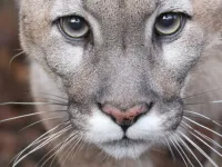 Puma przeprowadziła się z Oliwy do zoo na Węgrzech