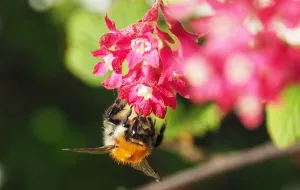 Niezwykły świat pszczół. Zobacz, co dobrego robią