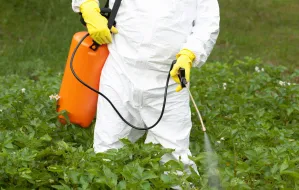 Opryski przeciw owadom... i ptakom. Pestycydy szkodzą nam wszystkim