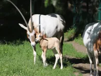 Wyjątkowy noworodek w gdańskim zoo