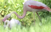Pelikany i flamingi wróciły na wybieg. Pawilon ptaków i gadów w zoo otwarty