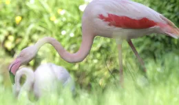 Pelikany i flamingi wróciły na wybieg. Pawilon ptaków i gadów w zoo otwarty
