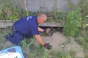Interwencja ws. psów na Pogórzu. Zwierzęta trafiły do Ciapkowa