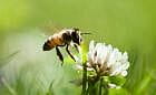 Miejskie pasieki szkodzą pszczołom? List otwarty naukowców