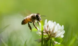 Miejskie pasieki szkodzą pszczołom? List otwarty naukowców