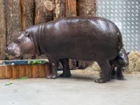 Prysznice z ciepłą wodą i błotna plaża dla hipopotamów w zoo