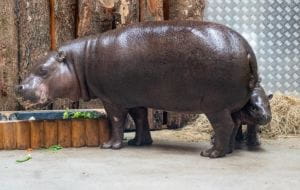 Prysznice z ciepłą wodą i błotna plaża dla hipopotamów w zoo