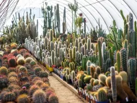 Kaktusy zamiast daktylowca w palmiarni? Czytelnik oferuje miastu swoją kolekcję