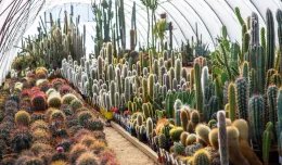 Kaktusy zamiast daktylowca w palmiarni? Czytelnik oferuje miastu swoją kolekcję