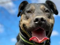 Kolo: pies, który przetrwał Radysy, szuka swojego domu