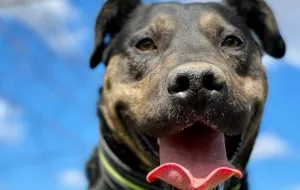 Kolo: pies, który przetrwał Radysy, szuka swojego domu