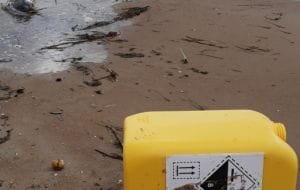 Baniak po chlorze i martwe ptaki na sopockiej plaży