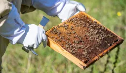 Pszczoły zamieszkały w Ogrodzie Roślin Leczniczych GUMed