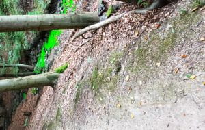 Zielona woda w gdyńskim strumieniu nie jest groźna