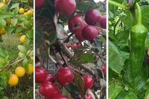 Jabłka, papryka, mirabelki. Co rośnie "na dziko" w mieście?
