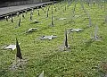 Zdewastowano cmentarz żołnierzy radzieckich