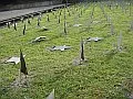 Zdewastowano cmentarz żołnierzy radzieckich