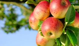 Światowy Dzień Jabłka 2023. Dlaczego warto je jeść?