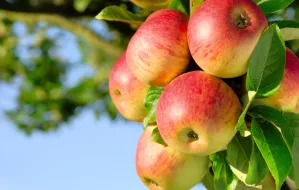 Światowy Dzień Jabłka 2023. Dlaczego warto je jeść?