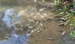 150 kilogramów śniętych ryb przez awarię kanalizacji