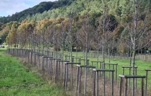 Zły stan kilkuset drzew na dawnym boisku w Oliwie