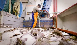 Bałtyckie ryby są zdrowe - przekonują rybacy