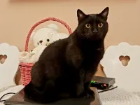 Kitty: maltretowana kotka szuka domu. Adoptuj