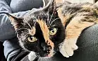 Przepiękna kotka Mamitka źle znosi pobyt w schronisku