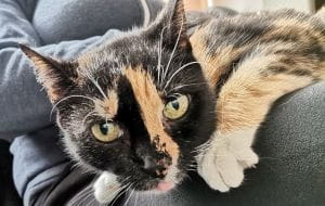 Przepiękna kotka Mamitka źle znosi pobyt w schronisku