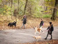 Spotkaj psy z Promyka na spacerze. Może któryś będzie twój?