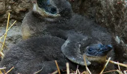 ZOO: bliźnięta u pingwinów
