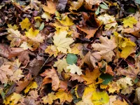 Co grozi za niesprzątanie liści sprzed posesji?