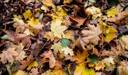 Co grozi za niesprzątanie liści sprzed posesji?