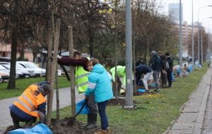 W Gdańsku sadzą nowe drzewa. Łącznie będzie ich 377