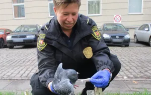 Strażnicy uwolnili gołębia zaplątanego w folię