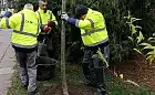 Ponad 200 nowych drzew w Sopocie do końca roku