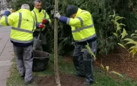 Ponad 200 nowych drzew w Sopocie do końca roku