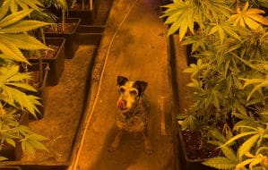 Pies Edek znalazł marihuanę i inne narkotyki